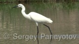 Video of Little Egret - Little Egret in lake in Bulgarian spring